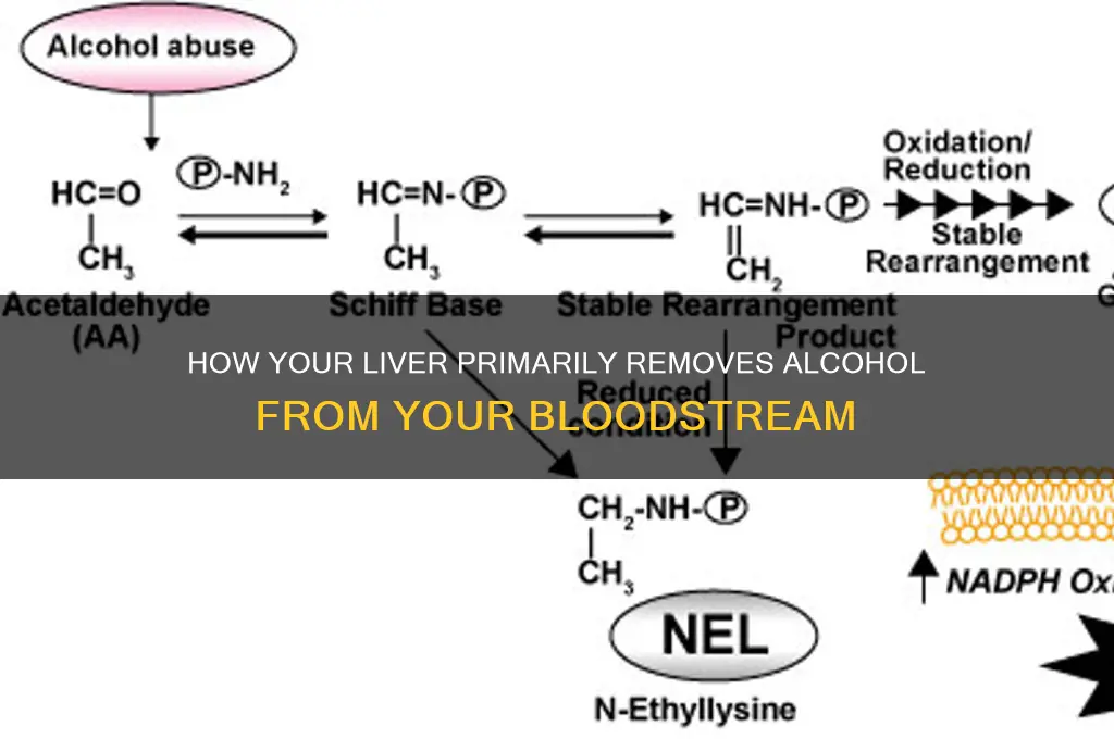 what primarily removes alcohol from bloodstream