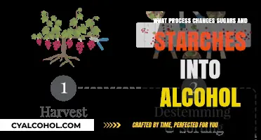 Fermentation Unveiled: How Sugars and Starches Transform into Alcohol