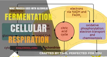 Alcoholic Fermentation vs. Cellular Respiration: Unraveling the Metabolic Processes