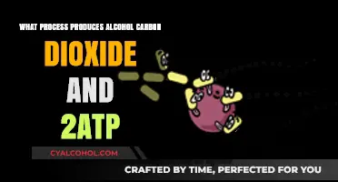 Fermentation: How Yeast Produces Alcohol, Carbon Dioxide, and 2 ATP