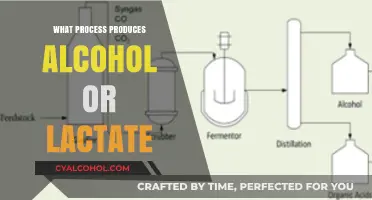 Fermentation Unveiled: How Alcohol and Lactate Are Naturally Produced