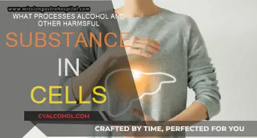 Cellular Detox: Processing Alcohol and Other Toxins