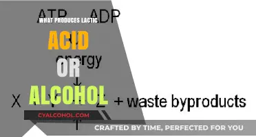 Lactic Acid vs. Alcohol: Understanding Fermentation Processes in Biology