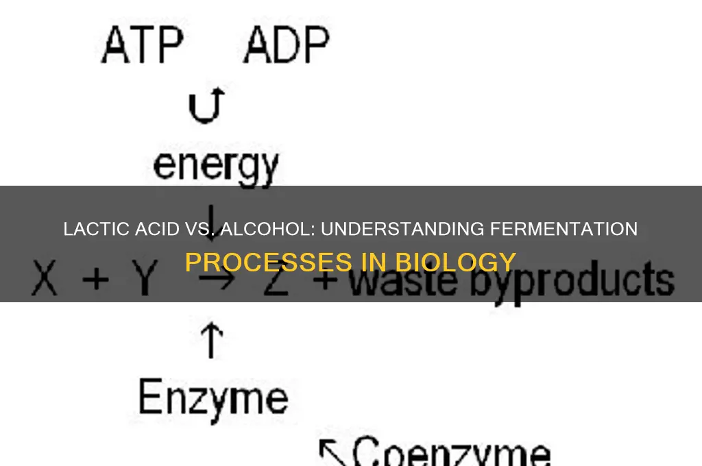 what produces lactic acid or alcohol