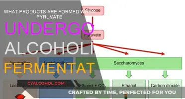 Pyruvate's Alcoholic Fermentation: What Are the Products?