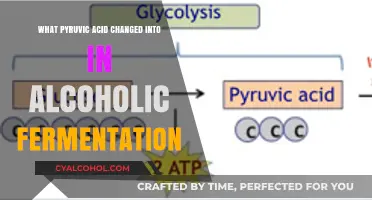 Pyruvic Acid Transformation: Ethanol Production in Alcoholic Fermentation Explained