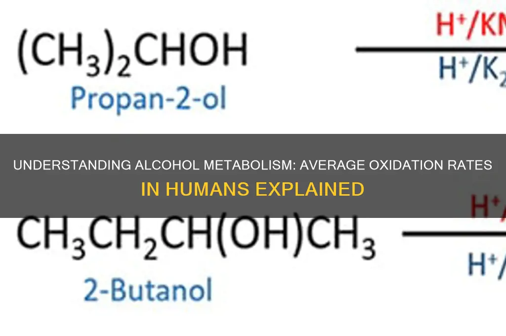 what rate does the average person oxidize alcohol
