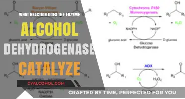 Alcohol Dehydrogenase: Unraveling the Enzyme's Key Catalytic Reaction