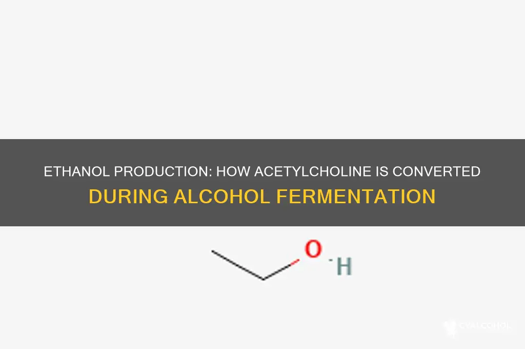 what reduces acetylcholine to ethanol during alcohol fermentation