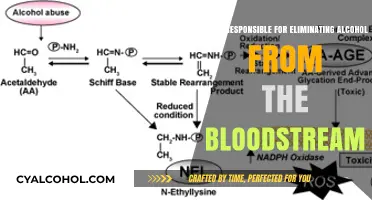 How the Liver and Metabolism Eliminate Alcohol from the Bloodstream