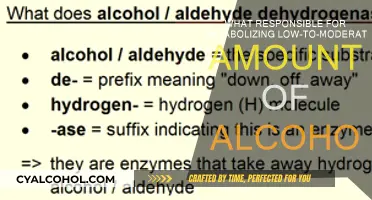 Liver's Role in Alcohol Metabolism Explained
