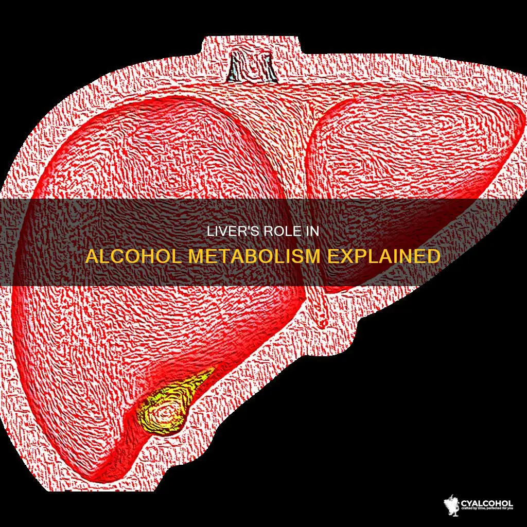 what responsible for metabolizing low-to-moderate amounts of alcohol