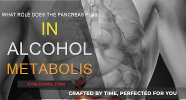 Pancreas and Alcohol: Metabolism's Unsung Hero