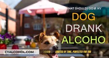 How to Act if Your Dog Consumes Alcohol