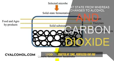 Chemical Reactions: Alcohol, Carbon Dioxide, and States
