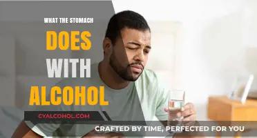 How Your Stomach Processes Alcohol: A Detailed Breakdown
