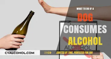 Dog Drank Alcohol? Immediate Steps to Ensure Your Pet's Safety