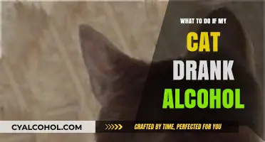 Cat Drank Alcohol? Immediate Steps to Ensure Your Pet's Safety