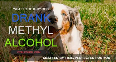Immediate Actions to Take if Your Dog Drank Methyl Alcohol