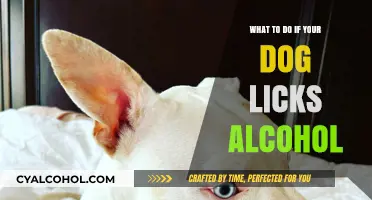 Dog Licked Alcohol? Quick Steps to Ensure Your Pet's Safety