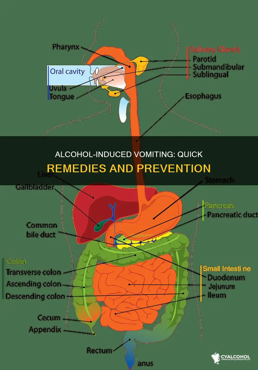 what to do when your throwing up from alcohol