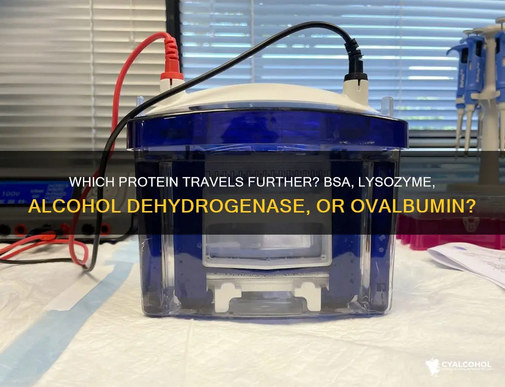 what travels further bsa lysozyme alcohol dehydrogenase or ovalbumin