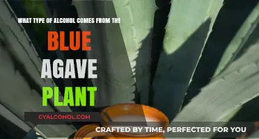 The Blue Agave Spirit: Tequila's Sweet Mystery