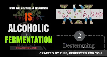 Alcoholic Fermentation: A Unique Form of Anaerobic Cellular Respiration