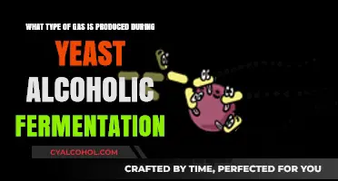 Yeast Fermentation: What Gas is Produced and Why?