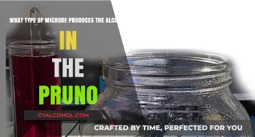 Pruno Alcohol: Microbes at Work