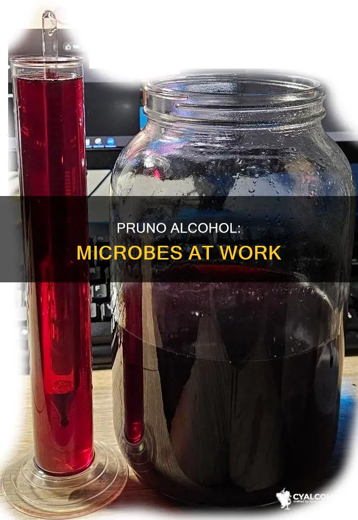 what type of microbe produces the alcohol in the pruno