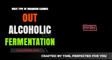 Organisms Behind Alcoholic Fermentation: Unveiling the Microbial Process