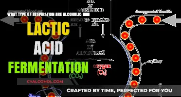 Fermentation Respiration: Alcoholic and Lactic Acid Explained