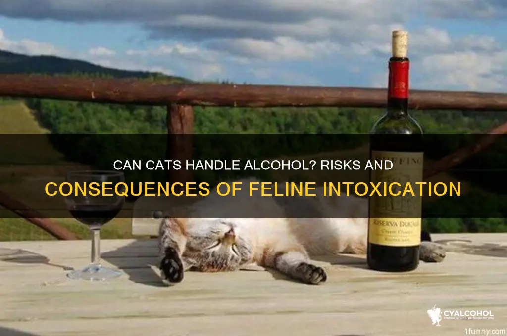 what would happen if a cat drank alcohol