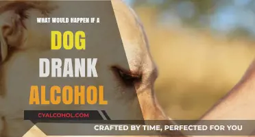 Can Dogs Drink Alcohol? Risks and Dangers of Intoxication