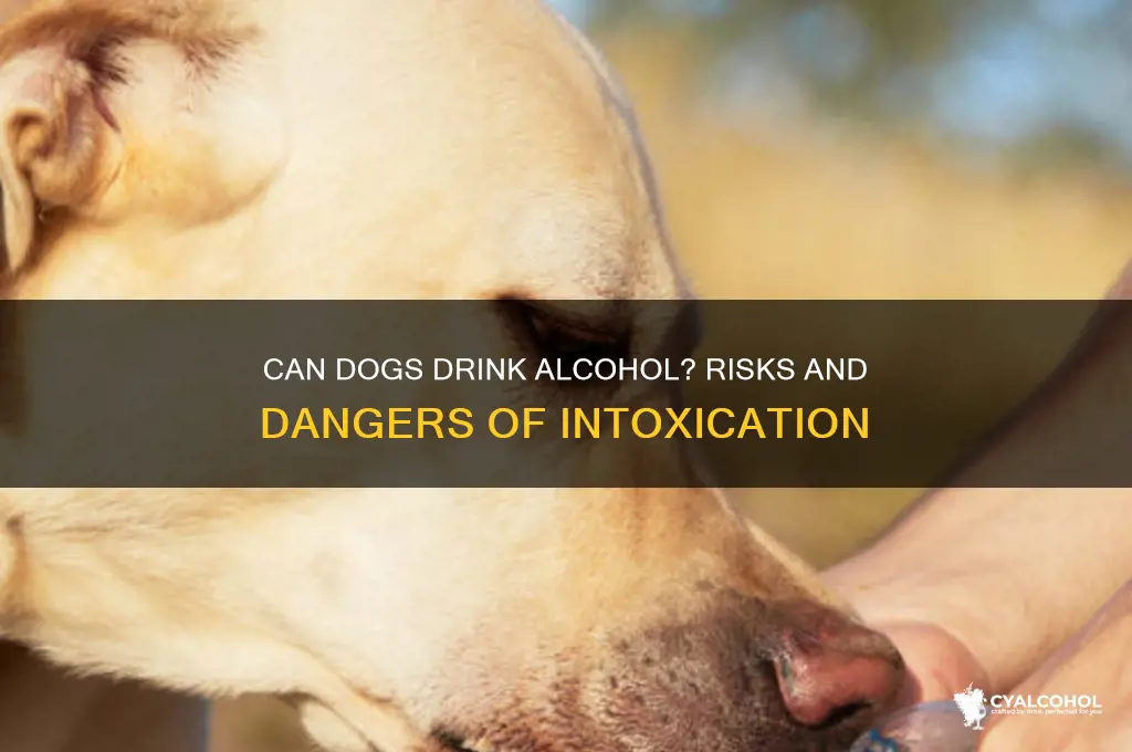 what would happen if a dog drank alcohol
