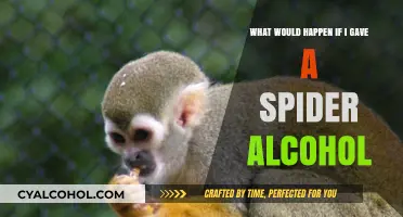 How Alcohol Affects Spiders