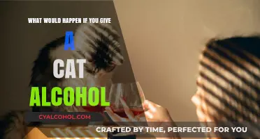 Cat Owners Beware: Alcohol's Impact