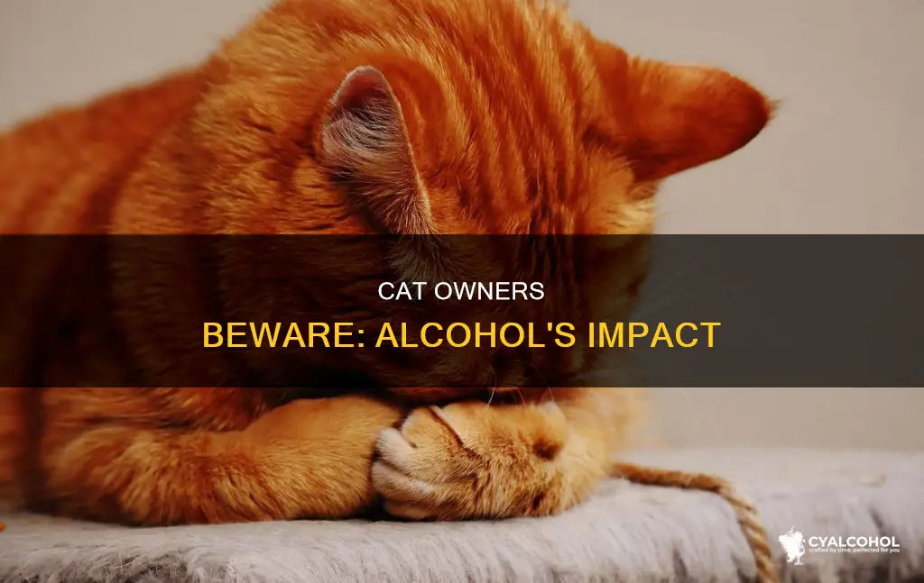 what would happen if you give a cat alcohol