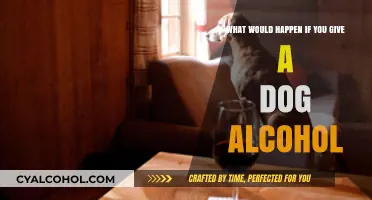 Can Dogs Drink Alcohol?