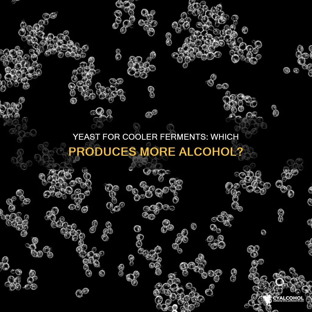 what yeast produces the most alcohol in lower temperatures