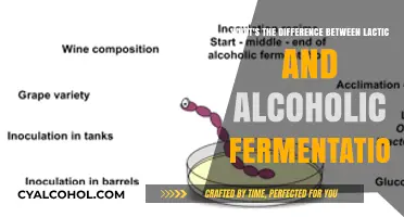 Lactic vs Alcoholic Fermentation: What's the Difference?