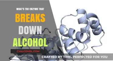 The Role of Alcohol Dehydrogenase in Breaking Down Alcohol