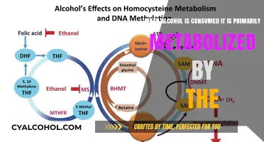 Alcohol Metabolism: The Liver's Main Job