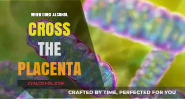 When Does Alcohol Cross the Placenta: Risks and Timing Explained