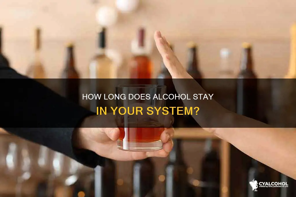when does alcohol start to leave the system