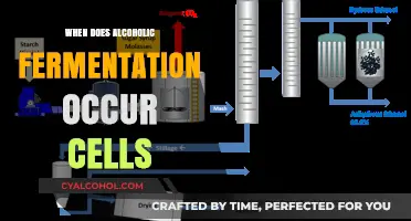 When Does Alcoholic Fermentation Occur in Cells: A Detailed Exploration