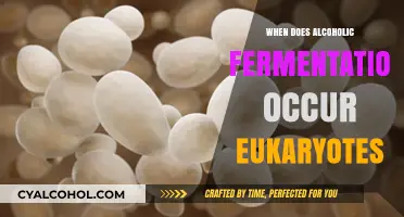 When Does Alcoholic Fermentation Occur in Eukaryotes: A Detailed Exploration