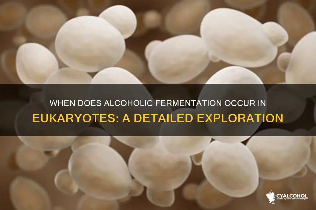 when does alcoholic fermentation occur eukaryotes