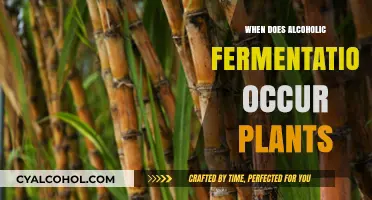 When Plants Ferment: Understanding Alcoholic Fermentation in Plant Biology